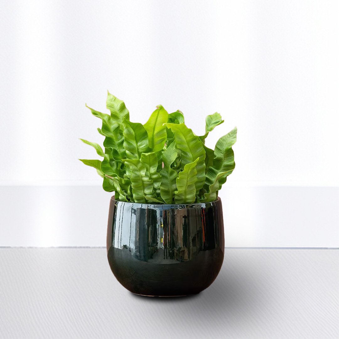 Asplenium Nidus Curly Leaves